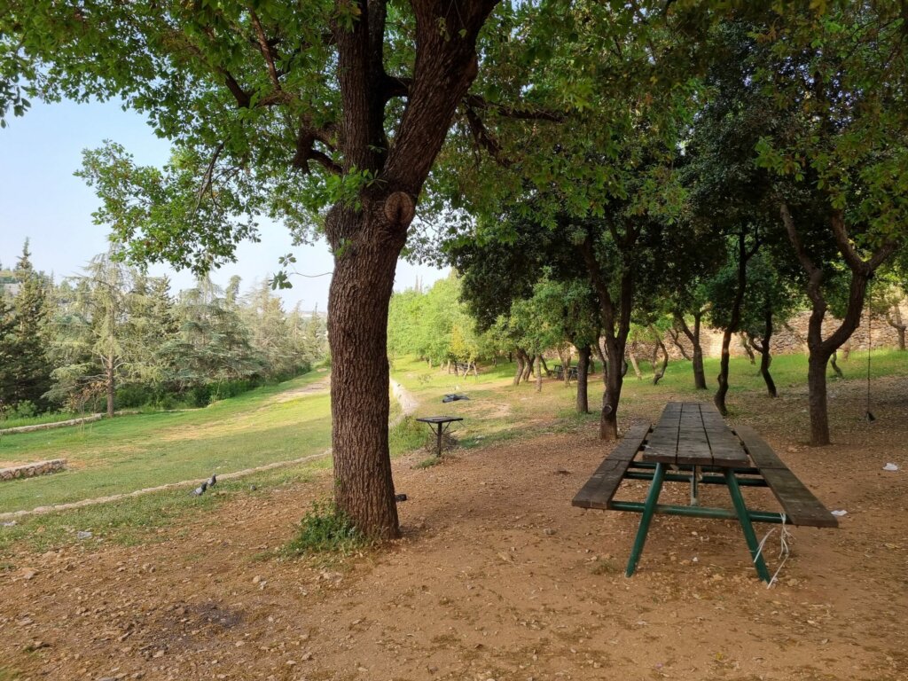 Oak trees Yad Vashem