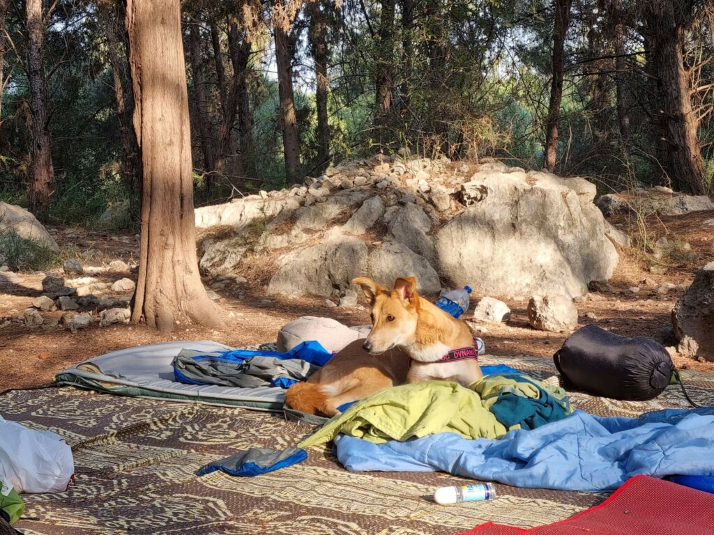 Ben Shemen Forest free campsite