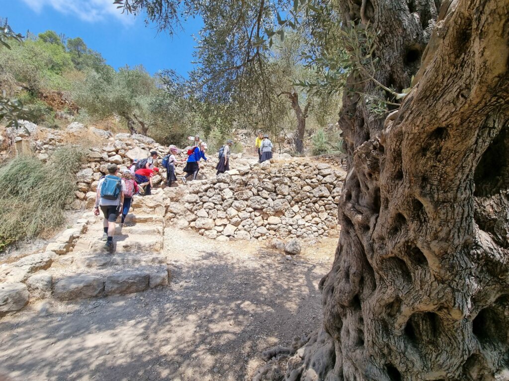 Old Olive trees and amazing hiking trails arround Belmont