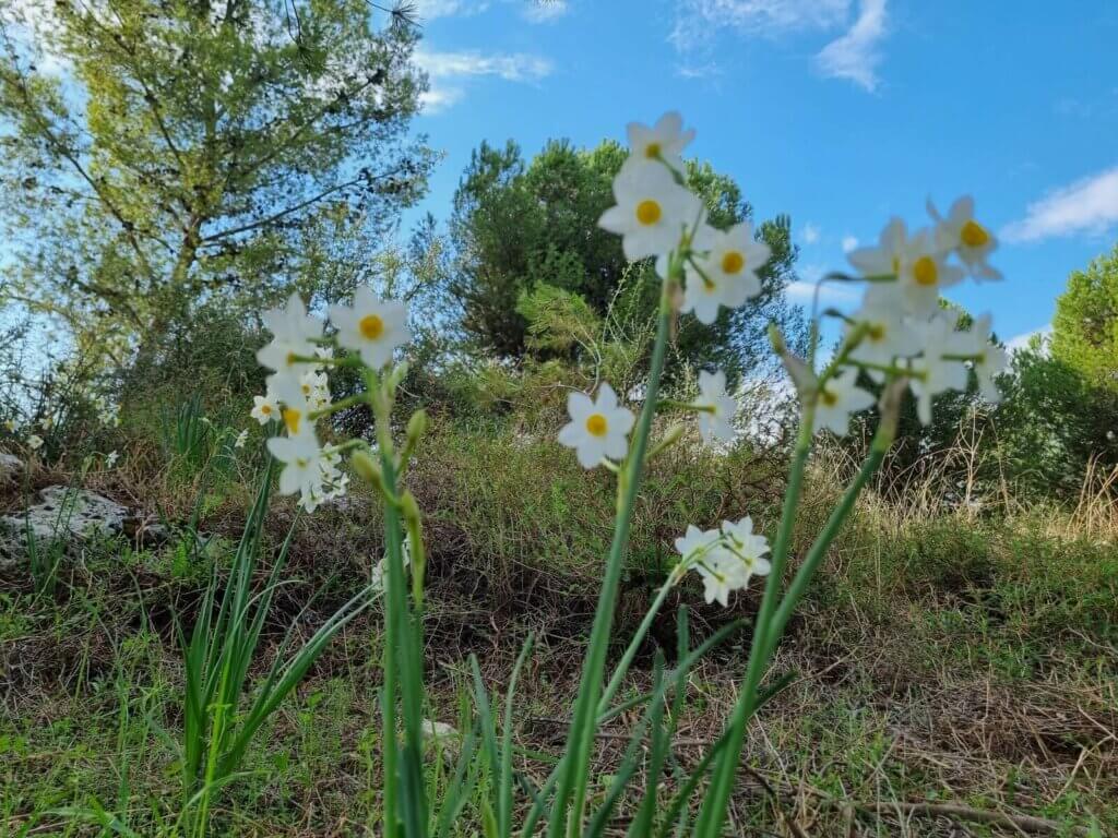 Narcissus Tazetta wild flower